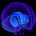 Cerveau1